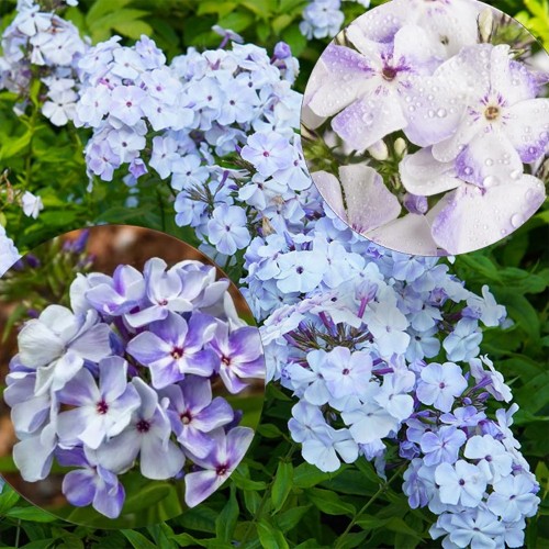 Phlox paniculata 'Flame Light Blue' - Aed-leeklill 'Flame Light Blue' P9/0,55L 